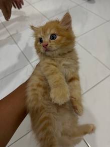 bsh orange