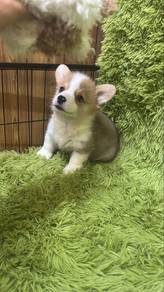 Corgi Male n Female Puppies