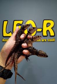 Red-Eyed Crocodile Skink