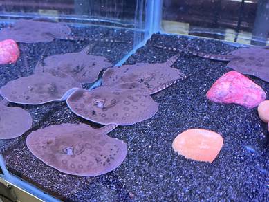 Fish Stingray Ikan Pari