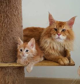 C6 Maine Coon