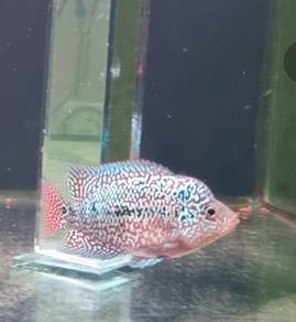 Flowerhorn Louhan Fish
