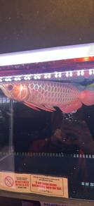 MGBB Arowana