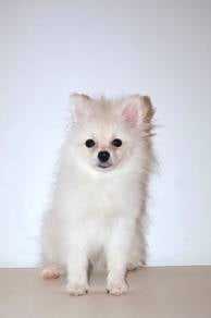 J0699 Pomeranian Cute Round Face Little Puppy