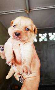 Labrador