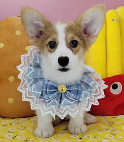 Corgi