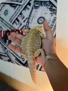 Bearded Dragon