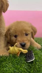 Golden retriever puppies mka and microchip