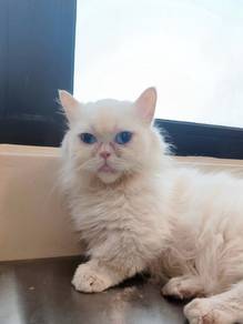Napoleon Pure White Female