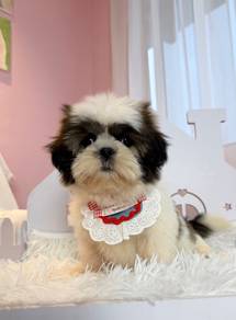 Shihtzu 西施宝宝 妹妹 ❤️