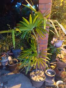 pokok Palem Jari (Rhapis excelsa)