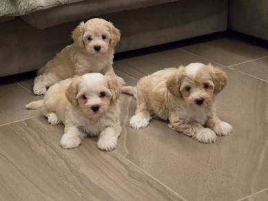 Parti Colour Maltipoo