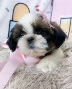 SHIH TZU PUPPIES A355 🌻 Small Dog Available