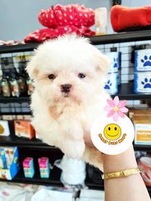 HHH-3009 Tiny Maltese super sweet puppy dog