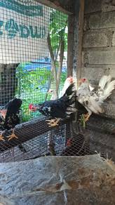 ayam katik