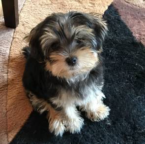 F5302 Loveable Silkese Long Hair Small Puppy Baby