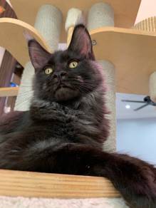 Maine Coon