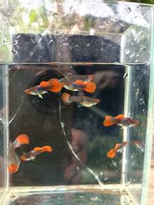 koi tuxedo guppy