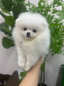 White Pomeranian Male Puppy M-292 2 mths old