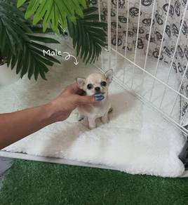 CHIHUAHUA PUPPIES VIP92🌷Head Apple Cute Dog