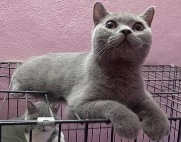 Bsh
