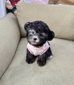 POODLE PUPPIES I163🌻 Tiny-Tea cup Import