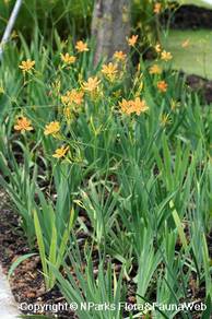 Iris Domestica / Belamcanda Chinensis
