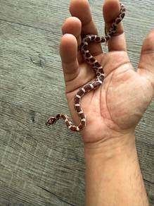cornsnake