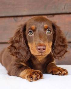 DD400 Mini Dachshund long haired Choco Tan