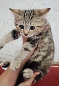 Bsh