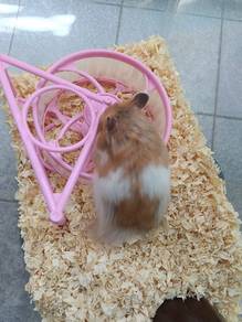 hamster