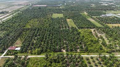 Agricultural Land in Kuala Selangor, SGR