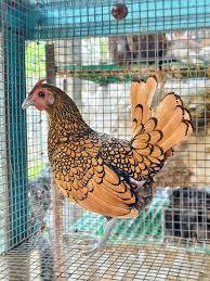 Ayam Batik Gold