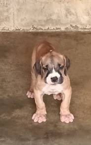 Boerboel puppies