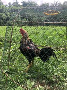 ayam pama