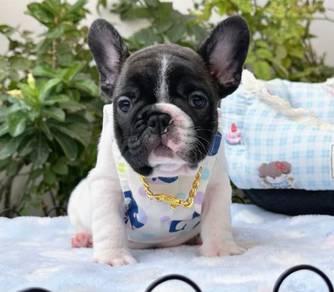 FRENCH BULLDOG PUPPIES 🌻A180 Cow Pattern New