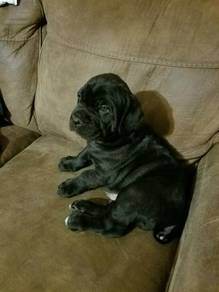 GHRT559 Cane Corso black haired puppies dogs