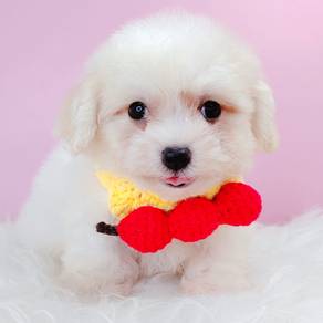 Poochon