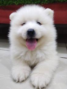 Samoyed champion bloodline MKA MICROCHIP