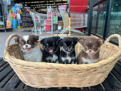 apple head Chihuahua t