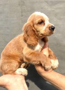 ENGLISH COCKER SPANIEL PUPPIES F381 🌻Female