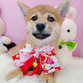 Shiba
