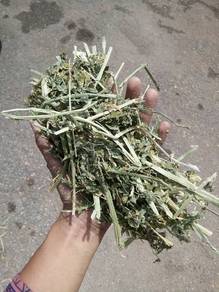 Alfalfa Hay Rumput Kering Segar