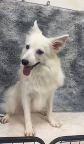 Pure Breed Japanese Spitz (Not Samoyed Pomeranian)