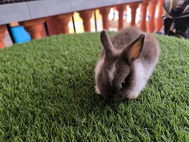 anab rabbit ND