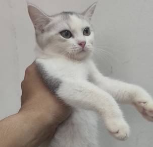 bsh mix persian