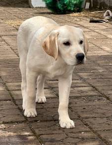 Labrador Retriever