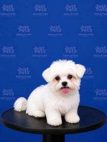 Maltese