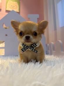 Mini Long Coat Chihuahua  🐾