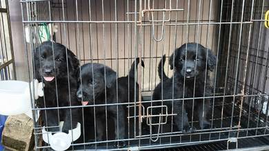 Goldador for Rehome